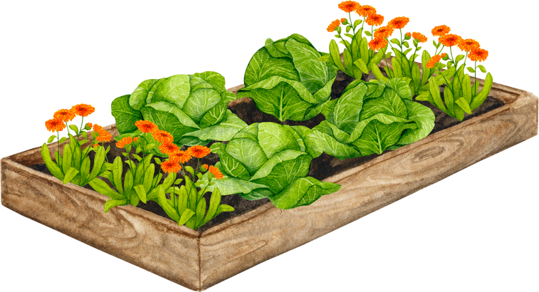 Wooden garden bed with growing cabbage and calendula.